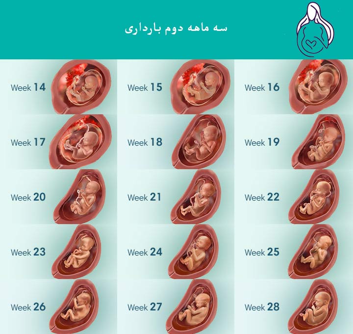 رشد جنین سه ماهه دوم بارداری