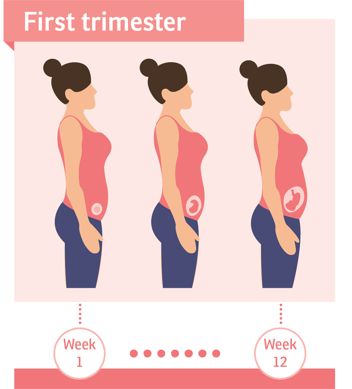3 ماهه اول بارداری