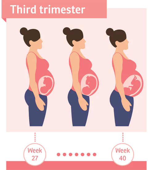 3 ماهه سوم بارداری